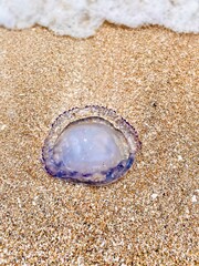 seashell on the beach