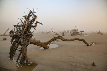 Driftwood Global Warming Fallen Trees Silhouette during Morning Sunrise at Hunting Beach South Carolina.