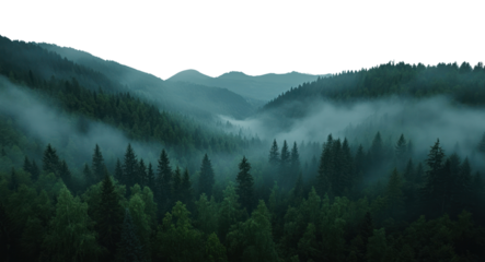 PNG Misty forest mountains with pine trees nature landscape outdoors.