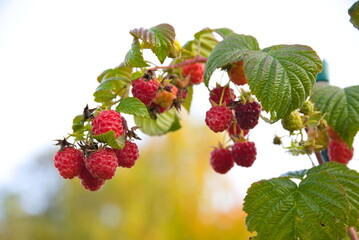 Himbeeren am Strauch - Nahaufnahme