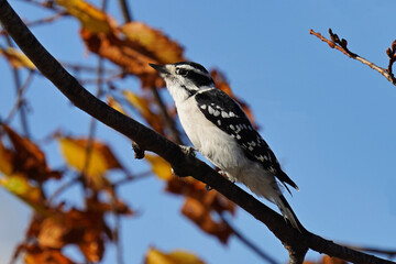 Downy woodpecker (Dryobates pubescens) is a species of woodpecker, the smallest in North America.