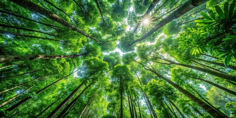 Minimalist nature print featuring abstract representation rainforest canopy