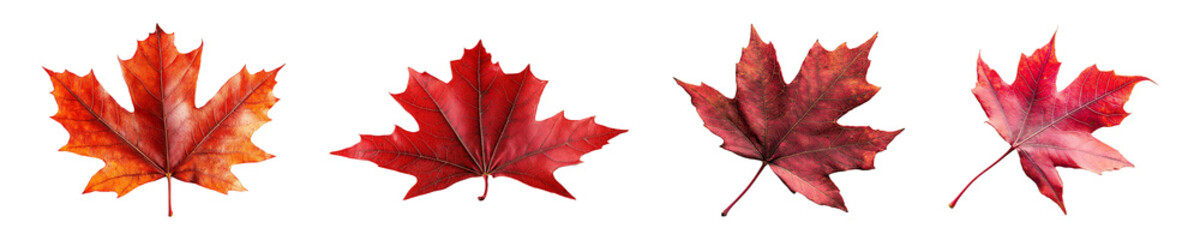 Fototapeta premium Set, collection of Red maple leaf isolated on transparent background