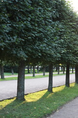 Park alley with path and trees, landscaping and landscaping. historical place for walking and recreation, regular country park evergreen