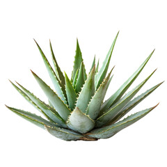 Indoor aloe vera close up