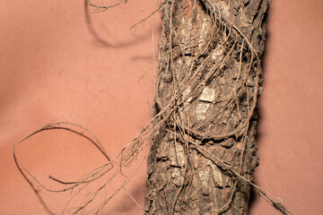The trunk of a pine tree on brown background