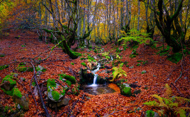 panoramic view of a stream with waterfalls crossing a beech forest in a mountain pass