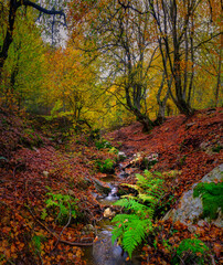 panoramic view of a stream with waterfalls crossing a beech forest in a mountain pass