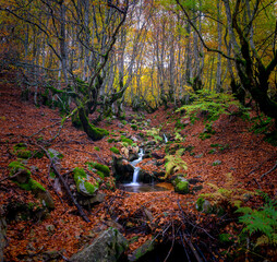 panoramic view of a stream with waterfalls crossing a beech forest in a mountain pass