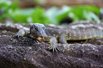 Portrait of a striped monitor lizard or water monitor (Varanus salvator) on a stone