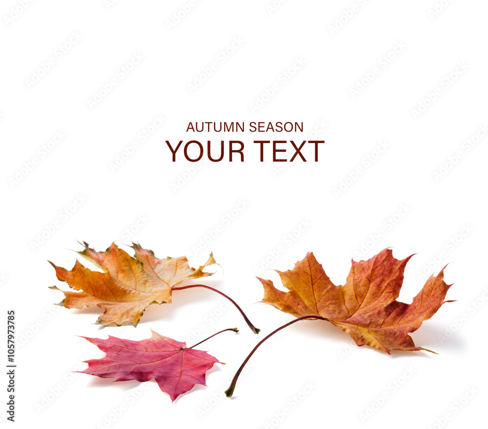 Poster autumn season is shown on white background. maple leaves are red and brown. leaves are scattered on 