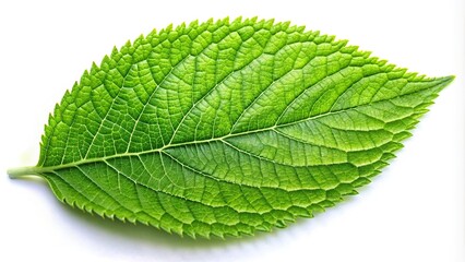 Macro green leaf isolated on white background