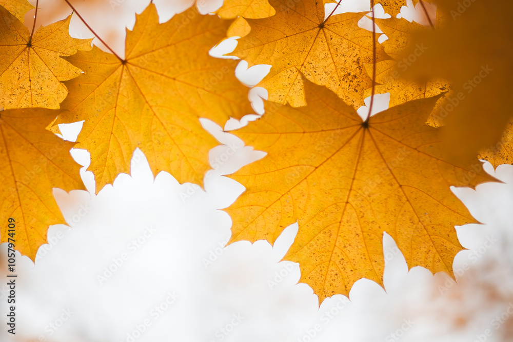 Poster a close up of autumn three yellow leaves on a tree branch. leaves are in various stages of falling, 