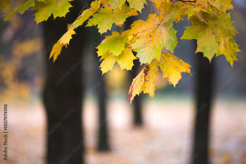 Poster a autumn leafy tree branch with a few leaves on it. the leaves are yellow and have a wet look to the