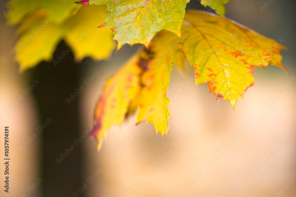 Aufkleber A autumn leafy tree branch with a few leaves on it. The leaves are yellow and have a wet look to them