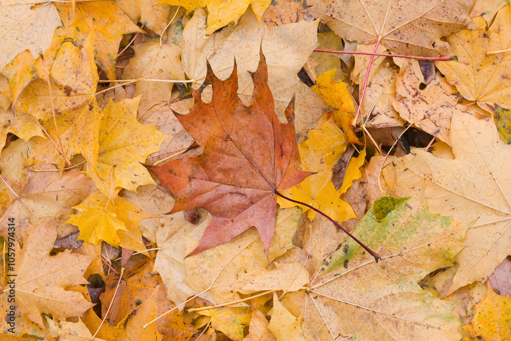 Poster a autumn leaf is on top of a pile of yellow leaves. the leaf is brown and has a pointy tip. the pile
