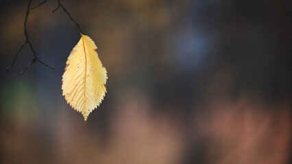 Obraz premium A autumn leaf is hanging from a tree branch. The leaf is yellow and has a few drops of water on it