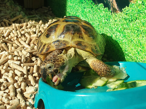 The land tortoise ( turtle )eats green grass. Close-up.