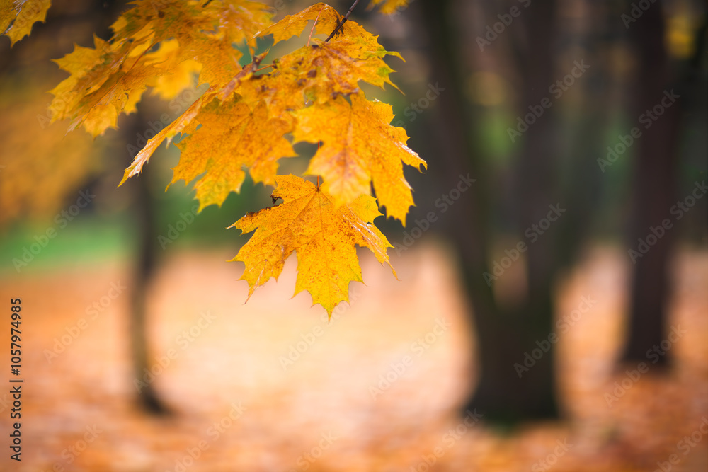 Poster a autumn leafy tree branch with a few leaves on it. the leaves are yellow and have a wet look to the