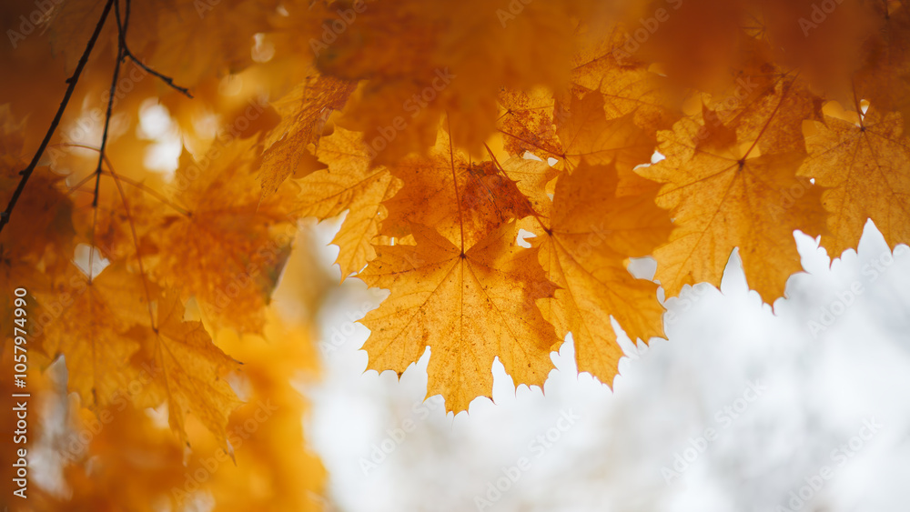 Poster A close up of autumn three yellow leaves on a tree branch. leaves are in various stages of falling, with some still attached to the branch and others already detached