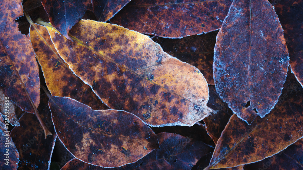 Poster a autumn close up of brown leaves with some spots on them. the leaves are all different sizes and sh
