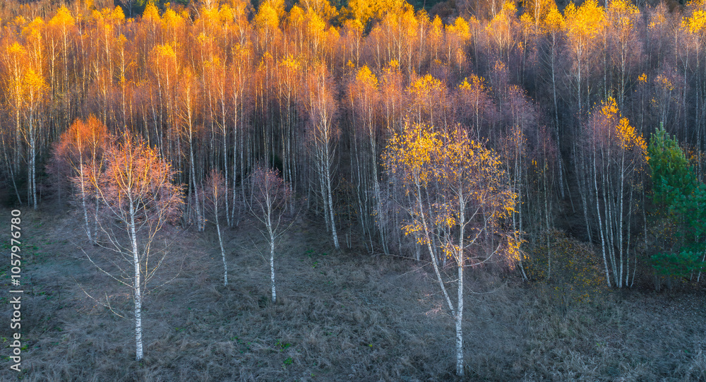 Aufkleber A autumn forest with many trees that are brown and yellow. The trees are in a forest with no other trees visible view from above