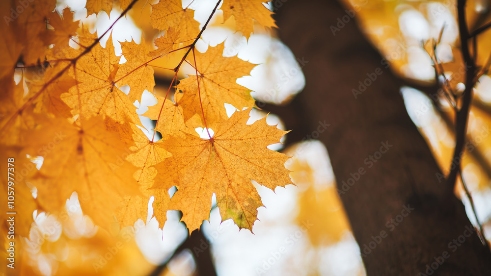 Poster a autumn tree with a leafy branch in the foreground and a leafy branch in the background. the leaves