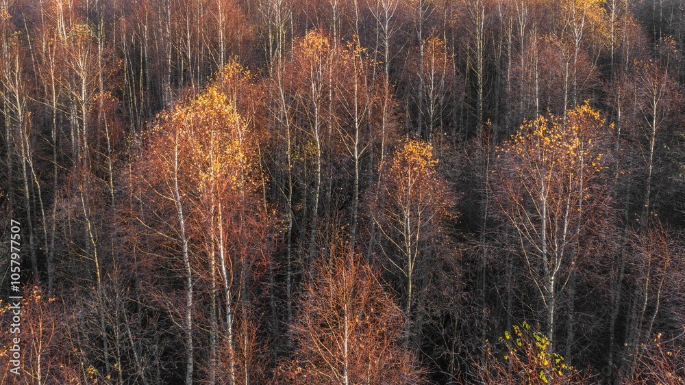Aufkleber A autumn forest with many trees that are brown and yellow. The trees are in a forest with no other trees visible view from above