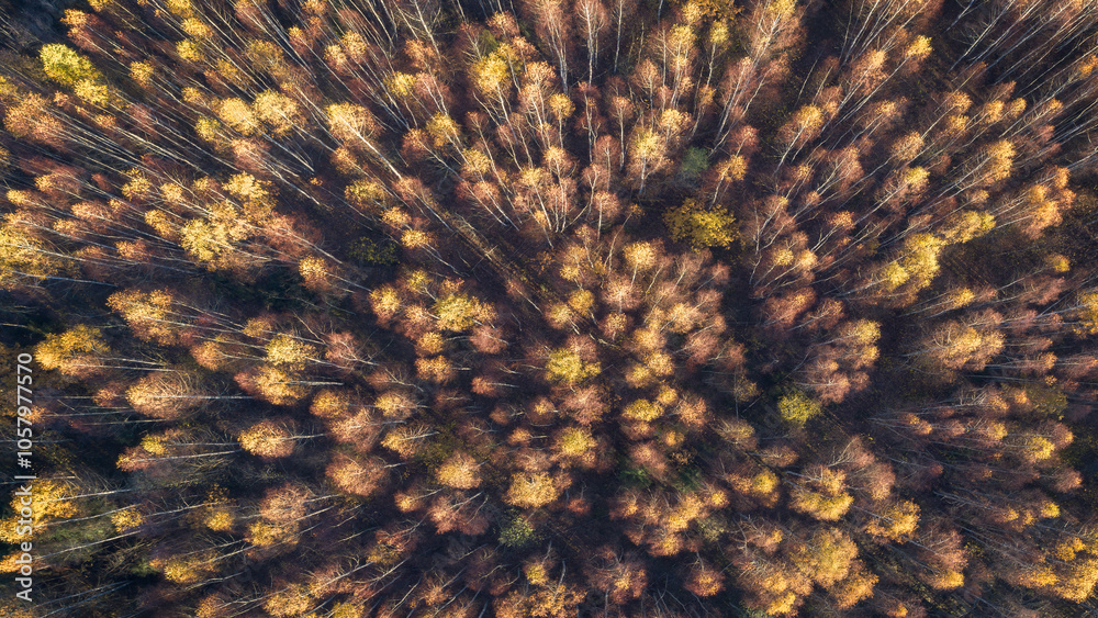 Poster aerial autumn forest with many trees and leaves on the ground. the leaves are yellow and brown. the 