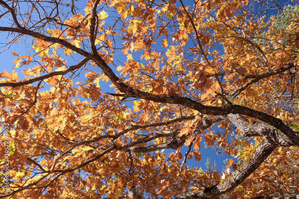Poster a autumn tree with many leaves is in the foreground and the sky is blue. the leaves are yellow and t