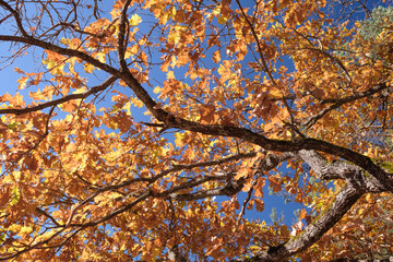 A autumn tree with many leaves is in the foreground and the sky is blue. The leaves are yellow and the tree is bare