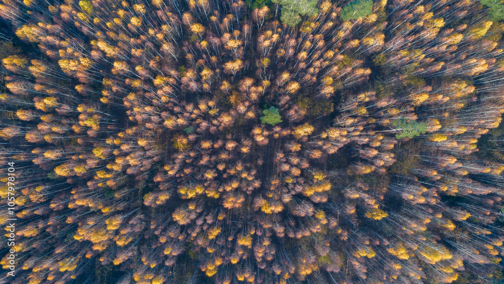 Poster aerial autumn forest with many trees and leaves on the ground. the leaves are yellow and brown. the 