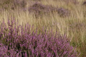 wild Europe heath flower, heathland