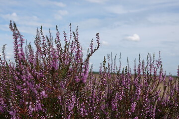 wild Europe heath flower, heathland