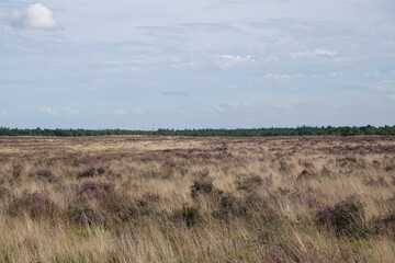 wild Europe heath flower, heathland