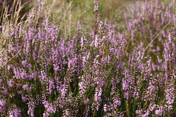wild Europe heath flower, heathland