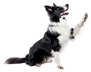 Fototapeta premium PNG Dog mammal animal collie.