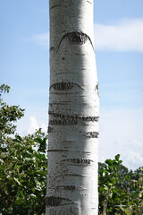 Birch Tree