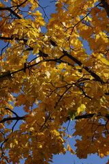 autumn leaves against blue sky