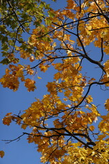 autumn leaves against blue sky