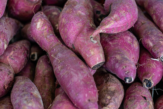 Batata-doce, tamb&eacute;m chamada batata-da-terra, batata-da-ilha, jatica e jetica.