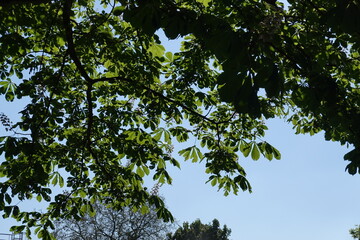 leaves against blue sky