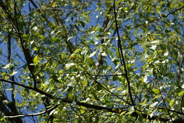green leaves against the sky