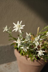 Edelweiss