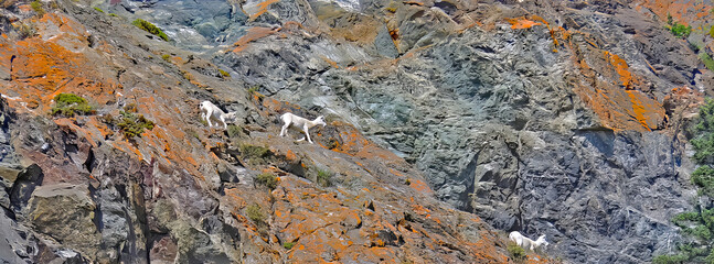 Three mountain goats are descending a rocky slope that is covered with an orange colored lichen - Alaska