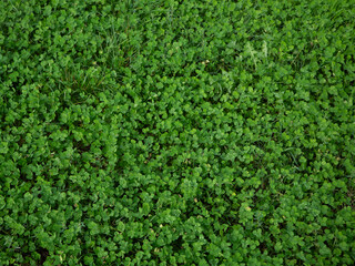 lawn grass background