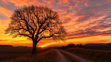 Scenic Sunset with Tree Silhouette and Golden Sky