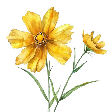 yellow watercolor cosmos flowers on white clip art preview