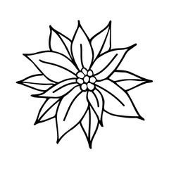 Poinsettia is a hand-drawn drawing. The Christmas flower is black-white isolated. Linear drawing of a Christmas flower in the doodle style.