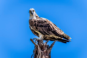 Bird in Baja California Cabo Mexico